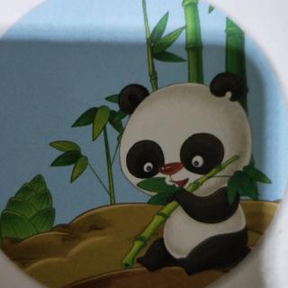 大熊猫为什么爱吃竹子？