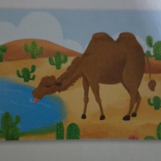 骆驼为什么会被称为“沙漠之舟”