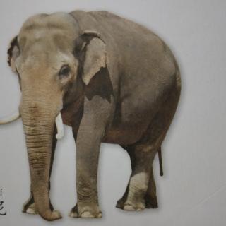 大象的长鼻子有什么用？