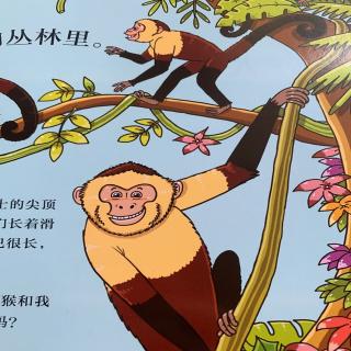 科普故事4-猴子