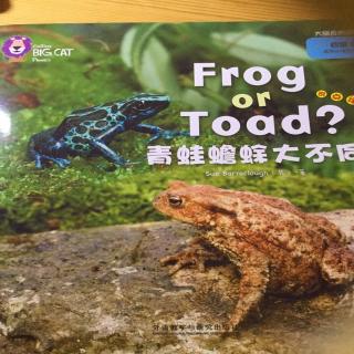 Frog or toad