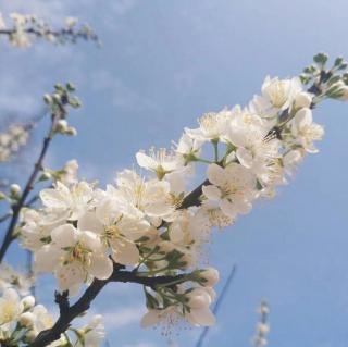 《一棵开花的树》