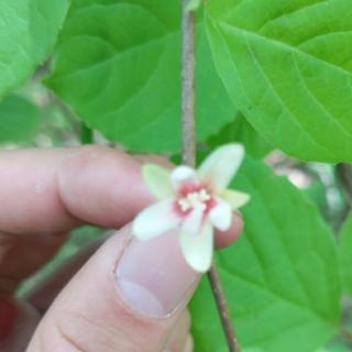 无限极道地药材种植基地