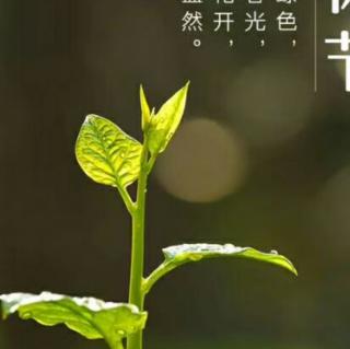 师父讲中药牛棒子