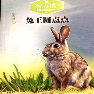 NO.02《兔王🐰圆点点》沈石溪