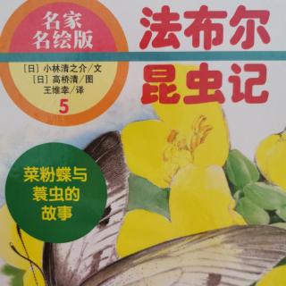 13《昆虫记》之《菜粉蝶》