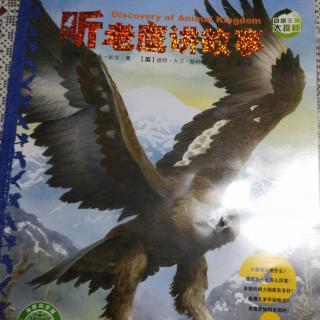 文化路幼儿园紫藤分园大一班孙博莹第69期《听👂老鹰🦅讲故事》