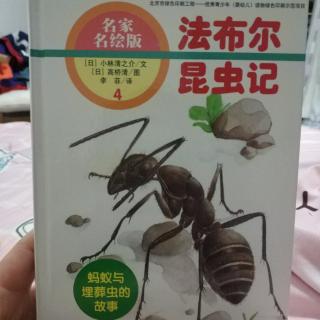 蚂蚁与埋葬虫的故事