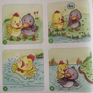 小鸡和小鸭子看图写话图片