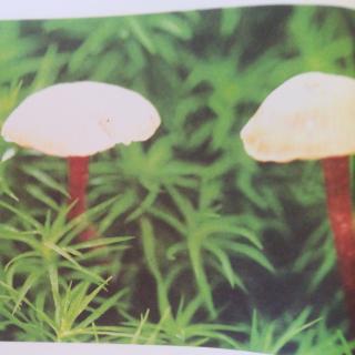 为什么雨后地上会长出很多蘑菇🍄
