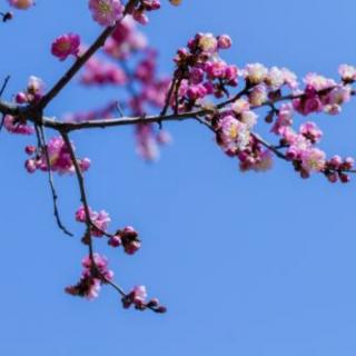 《一树繁花，一室书香》文/禅茶君  诵/海英