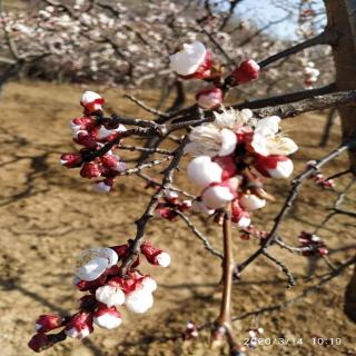 太阳花  嫣红万点  桃花正烂漫 铃儿