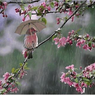 等一场春雨来，换回美好人间 作者：慧儿馨雨