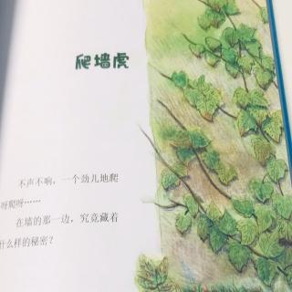 《爬墙虎》