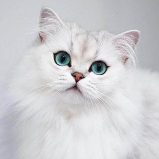 lesson10 lucy and her kitten