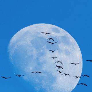蓝色月光的畅想——蓝色月光的诗