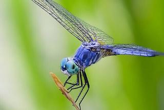 十万个为什么｜蜻蜓为什么爱点水