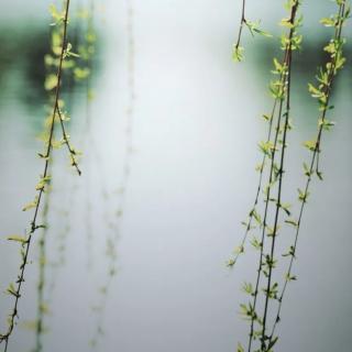 离春天最近的雨