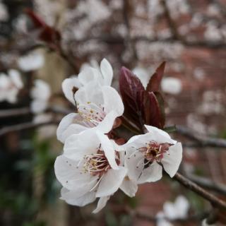 花近高楼伤客心，万方多难此登临