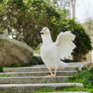 小木偶大智慧