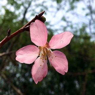 月光下的李花 文/富贵花开 诵/闪闪 梧桐诗苑