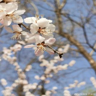 二十四节气·春分