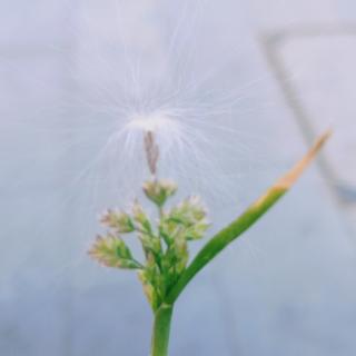 如果我是一片雪花