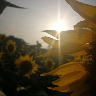 【声动】向日葵和太阳的故事