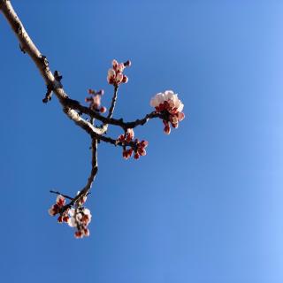 雨中芭蕉为我愁