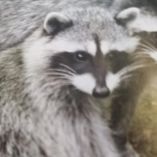 Raccoons