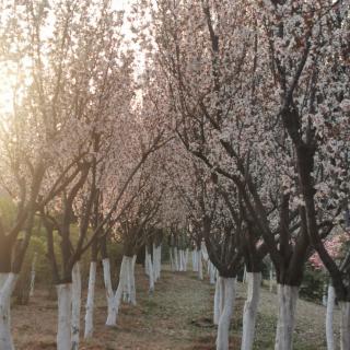 《樱花树》金子美铃