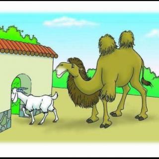 骆驼和羊