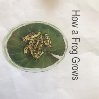 how a frog grows