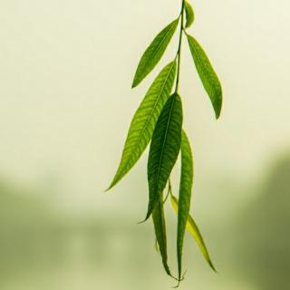 季羡林：听雨