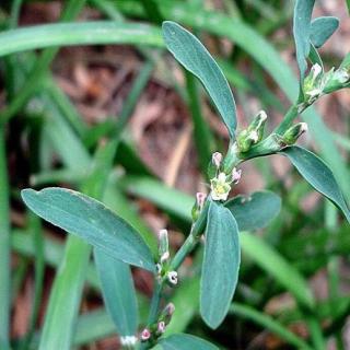 萹蓄—解毒野菜，守正持节