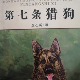 第七条猎狗🐶