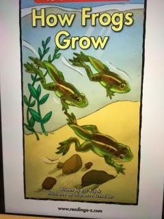 How Frogs Grow 🐸