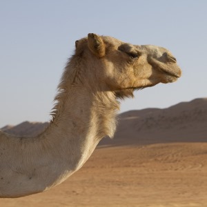找骆驼