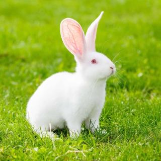 十万个为什么｜小兔子的眼睛是什么颜色的？