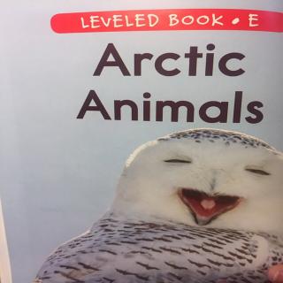 arcticanimals图片