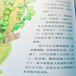 《薜荔树》