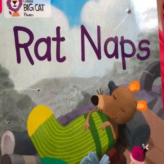 Big Cat-Rat naps