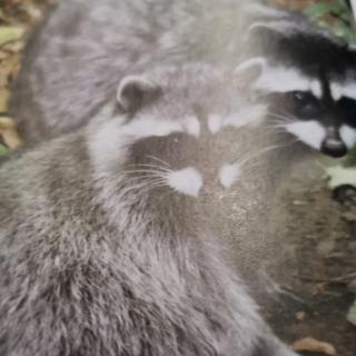 Raccoons2