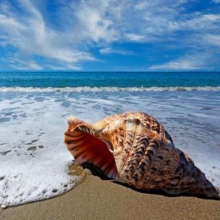 【蜗牛诵读】海把贝壳失落在沙滩