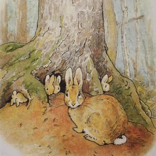 兔子🐰彼得的故事