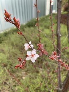 花見という習慣