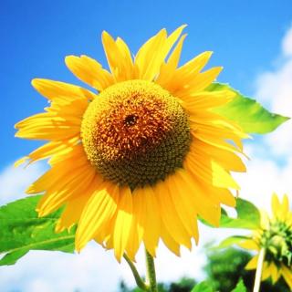 Vivi说:向日葵和太阳的故事（来自FM47503154）