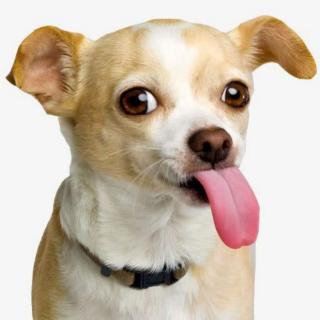 🐶狗狗为什么爱吐舌头