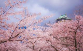 Sakura Tears