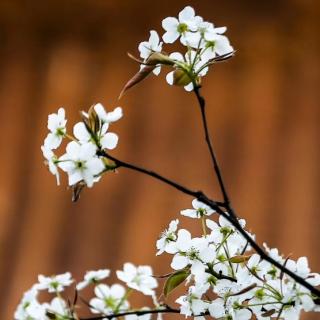 幽静花香
文/刘金林